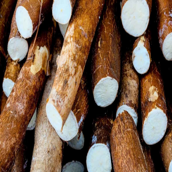 Cassava
