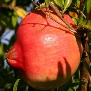 Pomegranate